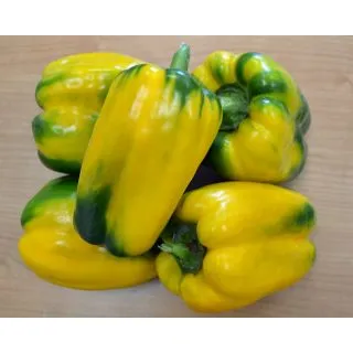 Compra PIMIENTO CYKLON F1 (1.000 Semillas) en la tienda online Fito Agrícola