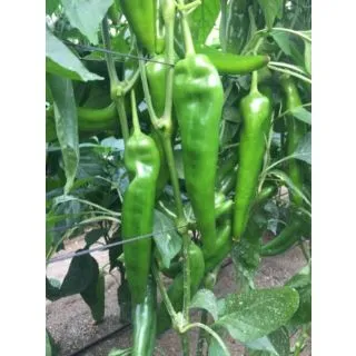 Compra ARDEI DREAMER F1 (1000 semințe). en la tienda online Fito Agrícola