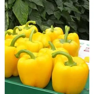 Compra PIMIENTO FARADAY F1 (1.000 Semillas). en la tienda online Fito Agrícola