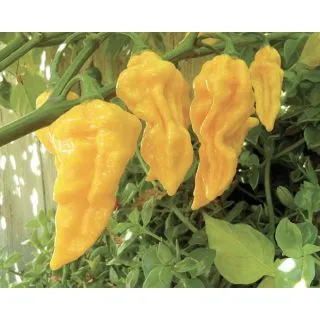 Compra ARDEI FATALII YELLOW (500 semințe) en la tienda online Fito Agrícola