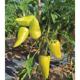 Compra PIMIENTO FEHER (1000 Semillas). en la tienda online Fito Agrícola