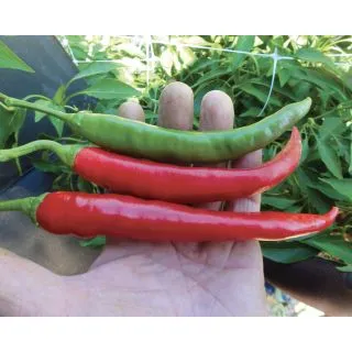 Compra ARDEI FUEGO F1 (1.000 Semințe) en la tienda online Fito Agrícola