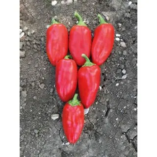 Compra ARDEI FURRET F1 (500 semințe). en la tienda online Fito Agrícola
