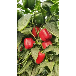 Compra ARDEI GALOPER F1 (1000 semințe) en la tienda online Fito Agrícola
