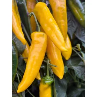 Compra ARDEI GIANELLI F-1 (1.000 SEMINTE) en la tienda online Fito Agrícola