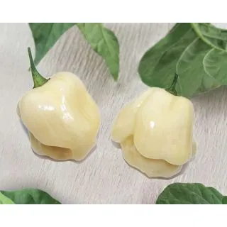 Compra ARDEI HABANERO BIANCO F1 (500 semințe) en la tienda online Fito Agrícola