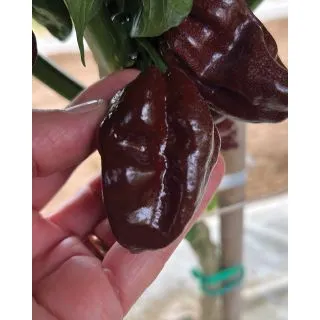 Compra ARDEI HABANERO CHOCOLATE F1 (500 semințe) en la tienda online Fito Agrícola