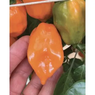 Compra ARDEI HABANERO ORANGE F1 (500 semințe) en la tienda online Fito Agrícola