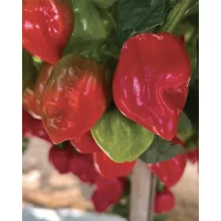 Compra ARDEI HABANERO ROȘU F1 (500 Semințe) en la tienda online Fito Agrícola