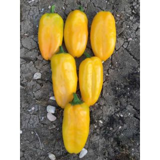 Compra PIMIENTO HARBOK F1 (500 Semillas). en la tienda online Fito Agrícola