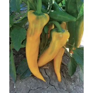 Compra ARDEI ISIDE F1 (5.000 Semințe) en la tienda online Fito Agrícola