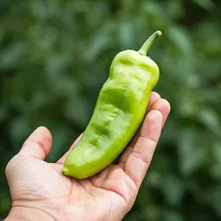 Compra ARDEI COSSIMO RZ F1 PRECIZIE (1.000 Semințe). en la tienda online Fito Agrícola