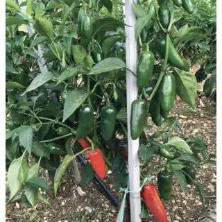 Compra ARDEI JALAPLUS F1 (500 semințe) en la tienda online Fito Agrícola