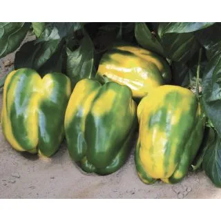 Compra PIMIENTO JOLLY GIALLO F1 (1.000 Semillas) en la tienda online Fito Agrícola