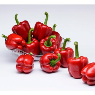 Compra PIMIENTO JUMA F1 (1.000 Semillas). en la tienda online Fito Agrícola