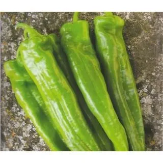 Compra ARDEI LIPARI F1 (1000 semințe). en la tienda online Fito Agrícola