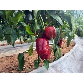 Compra ARDEI LOURDES F-1 (1.000 Semințe). en la tienda online Fito Agrícola