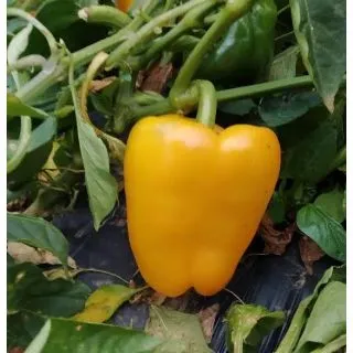 Compra PIMIENTO MAGALLANES F-1 (1.000 Semillas). en la tienda online Fito Agrícola