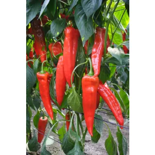 Compra ARDEI MONREALE F1 (1.000 semințe). en la tienda online Fito Agrícola