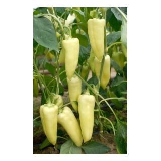 Compra PIMIENTO MULTIFLOW F1 (1000 Semillas). en la tienda online Fito Agrícola