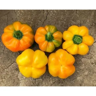 Compra PIMIENTO OLLIO F1 (1.000 Semillas). en la tienda online Fito Agrícola