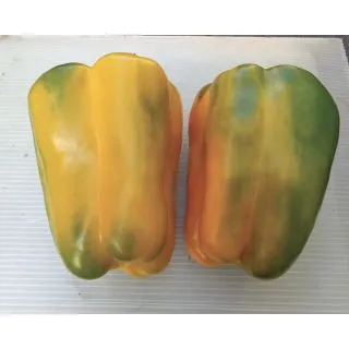 Compra PIMIENTO OROGIALLO F1 (5.000 Semillas) en la tienda online Fito Agrícola