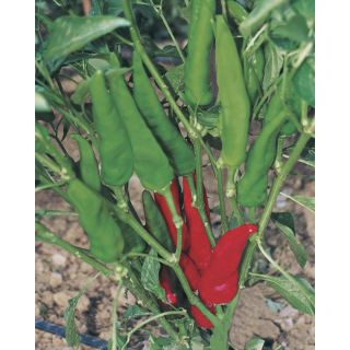 Compra PIMIENTO PAESANELLO (1.000 Semillas) en la tienda online Fito Agrícola