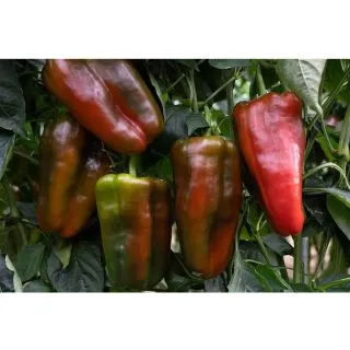 Compra PIMIENTO PALOMEQUE F-1 (1.000 Semillas). en la tienda online Fito Agrícola