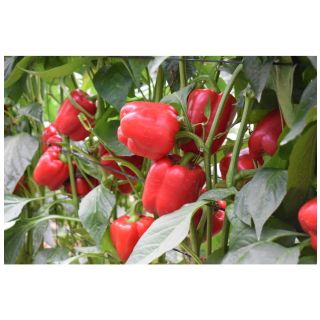 Compra PIMIENTO PAVES F-1 (1.000 Semillas). en la tienda online Fito Agrícola