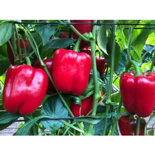 Compra ARDEI PCR 147 F1 (1.000 semințe). en la tienda online Fito Agrícola