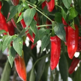Compra ARDEI SERENADE F1 Netratat (1.000 Semințe) en la tienda online Fito Agrícola