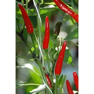 Compra ARDEI AK 5910 F1 (1.000 Semințe) en la tienda online Fito Agrícola