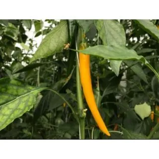 Compra ARDEI PULOSARI F1 (1000 semințe). en la tienda online Fito Agrícola
