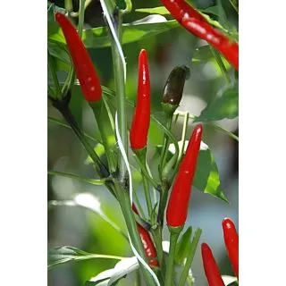 Compra ARDEI RAWIT XL (RED SHOW) F1 (1.000 semințe) en la tienda online Fito Agrícola