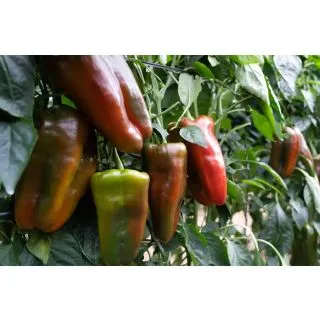 Compra PIMIENTO RICOTE F-1 (1.000 Semillas). en la tienda online Fito Agrícola