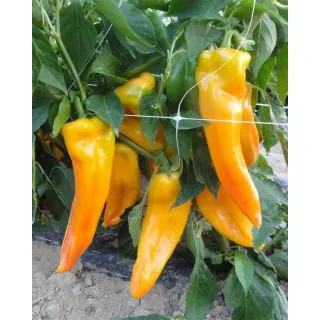 Compra PIMIENTO RINGO F1 Pregerminado (1.000 Semillas) en la tienda online Fito Agrícola