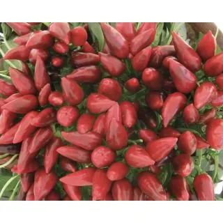 Compra ARDEI SALTILLO (500 semințe) en la tienda online Fito Agrícola
