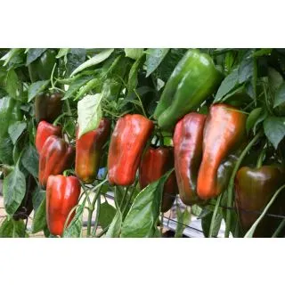 Compra PIMIENTO SANCHO F-1 (1.000 Semillas). en la tienda online Fito Agrícola