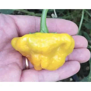 Compra ARDEI SCOTCH BONNET GALBEN (500 semințe) en la tienda online Fito Agrícola