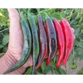 Compra ARDEI SEXBOMB F1 (1.000 SEMINTE) en la tienda online Fito Agrícola