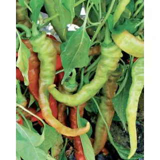 Compra PIMIENTO SIGARETTA BIONDO (1.000 Semillas) en la tienda online Fito Agrícola