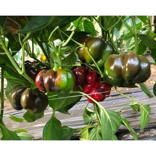 Compra PIMIENTO STAN F1 (1.000 Semillas) en la tienda online Fito Agrícola