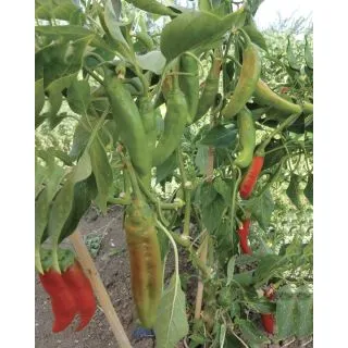 Compra PIMIENTO TENERELLO F1 (1.000 Semillas). en la tienda online Fito Agrícola