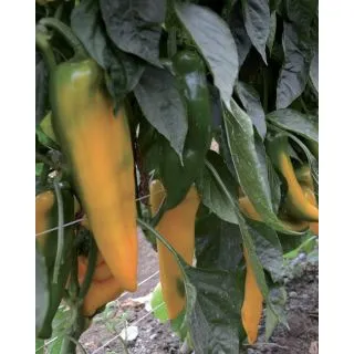 Compra PIMIENTO TEOREMA F1 (1.000 Semillas). en la tienda online Fito Agrícola