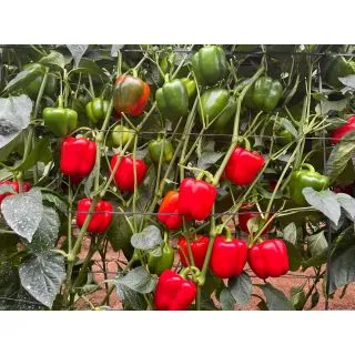 Compra PIMIENTO TIGUAN F1 (1000 Semillas) en la tienda online Fito Agrícola