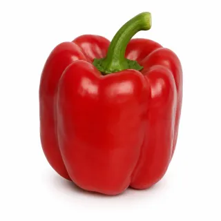 Compra ARDEI TINDAYA (Ion) F1 Netratat (1.000 Semințe). en la tienda online Fito Agrícola