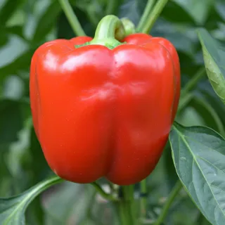 Compra ARDEI KAIMAN F1 (1.000 semințe) en la tienda online Fito Agrícola