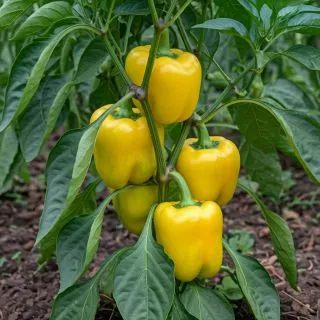 Compra PIMIENTO MORRIÓN F-1 (1.000 Semillas). en la tienda online Fito Agrícola