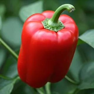 Compra PIMIENTO PERLA RZ F1 Precisión (1000 Semillas) en la tienda online Fito Agrícola