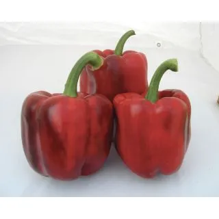 Compra PIMIENTO TULIP F1 (1.000 Semillas) en la tienda online Fito Agrícola